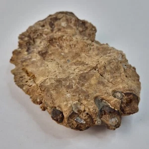 Xiphactinus Fisch Kiefer Fossil mit Zähnen - Niobrara Kreide Fm. - KS - Kreidezeit - Bild 1 von 9