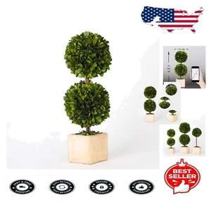 Elegant Preserved Boxwood Double Ball Topiary - 16 Inch Indoor Green Decor - Picture 1 of 9