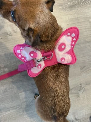 Bright Pink Butterfly Dog Harness & Leash Small 15-20 Pounds? Dog Costume - Image 1 of 4