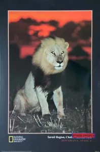 National Geographic Society Lion in Chobe National Park Vintage Poster 24 x 36 - Picture 1 of 2