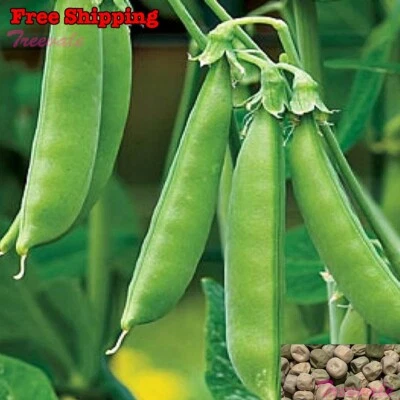 Semillas de guisante a presión de azúcar | Guisante a presión, semillas originales de guisante a presión | SIN TRANSGM Foto 1 de 2