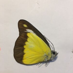 Real Dried Insect/Butterfly Non set B207 Bright Yellow (verso) Appias lycinda