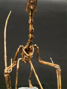 1/10 Pteranodon Skeleton Model Pterosaur Dinosaur Animal Decor Collector Toys - Picture 1 of 10