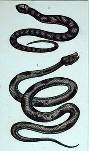LE SERPENT CORAIL et BOTHROPS JARARACA gravure estampe originale 19eme siècle - Picture 1 of 2