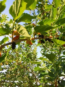 Red Mulberry Tree 6 Cuttings 7"-9' long Organic Leave & Fruit Edible tea Organic - Picture 1 of 12