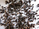 POIVRE VOANTSY PERIFERY 25 g Poivre sauvage de Madagascar avec sa petite queue !