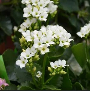 3 Cuttings KALANCHOE blossfeldiana Succulent Cacti White Long last flower - Picture 1 of 3