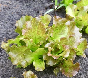 700x Lettuce Brune D'Hiver Red Winter Seeds - Vegetable - Picture 1 of 1