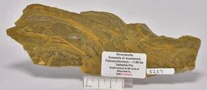 STROMATOLITE Kussiella cf. kussiensis, Paleoproterozoic, CANADA, S237 - Imagen 1 de 3