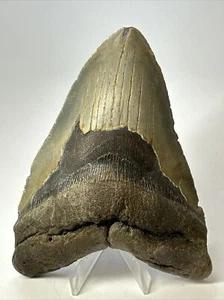Megalodon Shark Tooth 5.71 inch - Huge - Authentic Fossil - Natural - Real 17428 - Picture 1 of 8