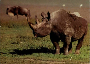 Motivkarte TIERE: NASHORN Spitzmaulnashorn Postcard DDR Postkarte ungelauf. 1987 - Picture 1 of 2