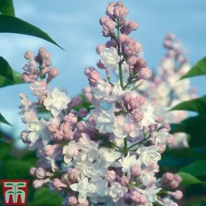 Lilac Tree Hardy Garden Shrub Plant 'Beauty of Moscow' 9cm Nursery Pot Plant T&M - Picture 1 of 1