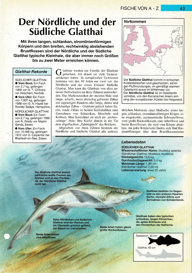 The Northern and Southern Smooth Shark Info Card - Image 1 of 1