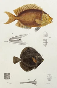 1849 ORIGINAL D'ORBIGNY Color Lithograph FISH Plate #11 - TROPICAL FISH - Picture 1 of 2