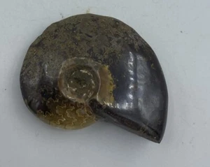 Ammonite Fossil Madagascar 1 3/4 in Polished Reiki Healing Crystal JB8 - Picture 1 of 3
