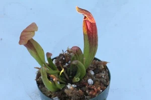 LIVE Carnivorous Sarracenia Maroon (S. Chelsonii) - Picture 1 of 2