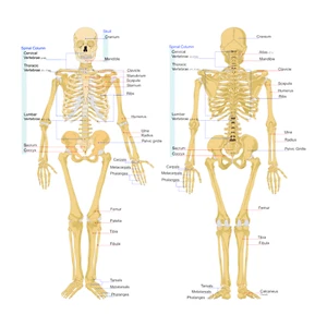 Menschliches Skelett Anatomie Skelettsystem Illustration Diagramm Vorderseite Rückseite Poster - Bild 1 von 1