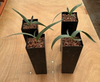 Welwitschia mirabilis (larger size) - Image 1 of 4