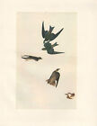 Vintage John James Audubon Vogel Aufdruck ~ Bank Swallow ~ Violent-Green Swallow