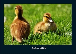Enten 2025 Fotokalender DIN A4 Tobias Becker Kalender Vero Kalender, 2025 2025 - Bild 1 von 13