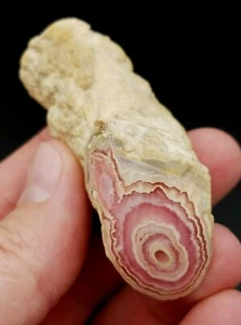 POLISHED RHODOCHROSITE STALACTITE TUBE CAPILLITAS MINE ARGENTINA 75.95 GRAMS - Picture 1 of 5