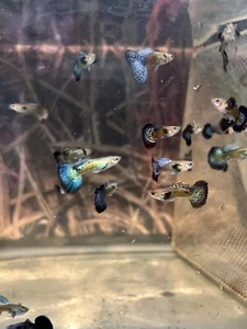 Mixed Purple and Blue Dragon Guppies (5 PK MALE ONLY) - Picture 1 of 3
