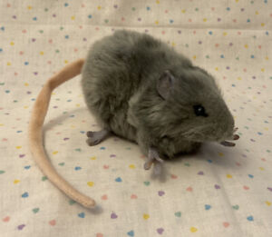 Hansa Creation 2012 Realistic Gray Rat Mouse Chubby Stuffed Animal Plush 4”