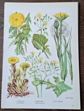 10 Vintage Wild Flower Prints, Natural History Art, Book Plates 