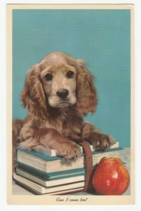Vintage Postcard Cocker Spaniel Dog Apple School Books Can I Come Too? Unused - Picture 1 of 2