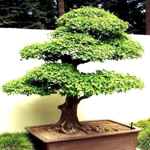 20 Trident Maple Tree Seeds Acer buergerianum Gorgeous Fall Colors Bonsai Plant - Picture 1 of 13