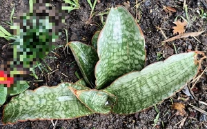 Sansevieria kirkii cv. Silver Blue, Large mother plant about 30cm  succulent  - Picture 1 of 3