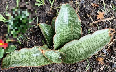 Sansevieria kirkii cv. Silver Blue, Large mother plant about 30cm  succulent  - Image 1 of 3