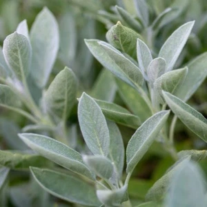 Sage 20 seeds Heirloom non-GMO Untreated Grow HERBS Medicinal Smudge Stick - Picture 1 of 1