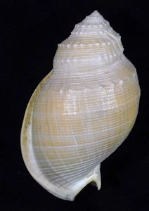 CASSIS BITUBERCOLOSA GIANT - Picture 1 of 2