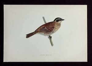 BANDERÍN RÚSTICO, ornitológico antiguo original, estampado de aves, MORRIS, 1895 - Imagen 1 de 2