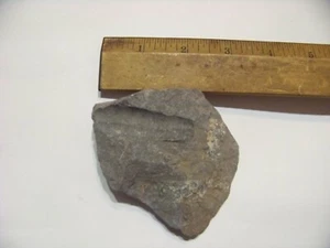 Fossil plant seashell sea creature rock vegetation - Picture 1 of 3