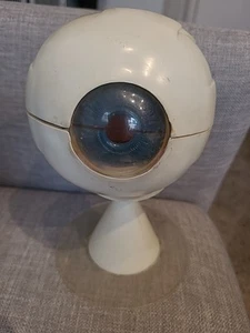 Vintage Ophthalmology Model Human Eye - Picture 1 of 7