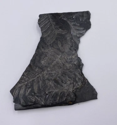 Fossilized Slate Rock With Leaf Imprints 5 x 4 Inch Fossil - Image 1 of 2