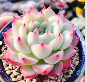 Echeveria crystal rose 7cm diameter - Picture 1 of 3