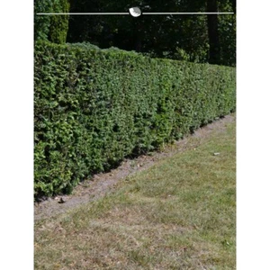 Gemeine Heimische Eibe Taxus baccata 60-80 cm. 5 Heckenpflanzen. BESTSELLER - Bild 1 von 4
