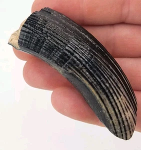 Giant Beaver 3.00" Incisor Fossil (Castoroides) - Florida Pleistocene - Ice Age - Picture 1 of 18
