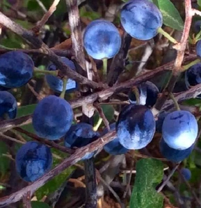 ENDRINO prunus espinosa (pacharan) fruta 100 semillas seeds - Imagen 1 de 1