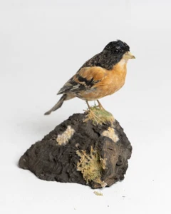 Taxidermy Brambling - Picture 1 of 4