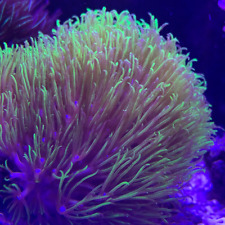 Green Star Polyps - Frag - GSP - Soft Coral - Marine Corals - Express Shipping
