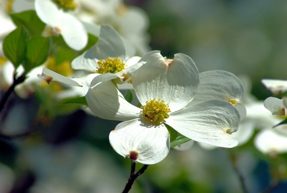 Белое цветущее кизиловое дерево (высота 2-3 фута, живое дерево, голый корень) быстрый рост - Изображение 1 из 4
