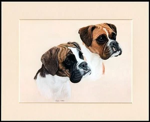 BOXER ZWEI HUNDE SCHÖNER HUNDEKOPF STUDIENDRUCK MONTIERT RAHMENFERTIG MONTIERT - Bild 1 von 1
