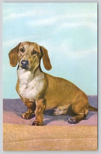 Postcard Basset Dachshund Dog Breed Canis lupus familiaris - Picture 1 of 2
