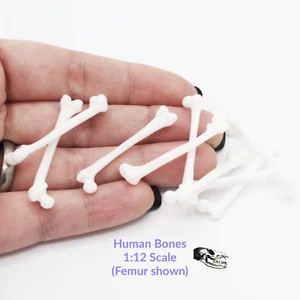 Human Bones - 1:12 Scale Femur bone replica model diorama dollhouse (10 bones) - Picture 1 of 3