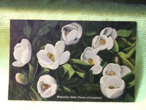 Vintage Postcard LOUISIANA Magnolias, State Flower - Picture 1 of 3