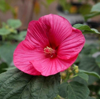 Hibiscus Luna Rose Plants - Large Bloom - 4 to 6 Inch Tall - Ship No Pot - Image 1 of 4